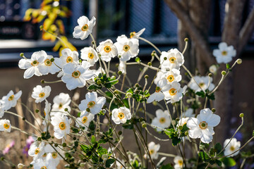 Beautiful delicate white flowers, known as snowdrop anemone or snowdrop windflower (wood anemone). Flowers have five petals and yellow center and are fragrant. 