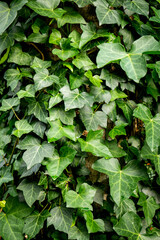 Texture green, Wall, green, leaves, plant, background green, Texture , Christmas