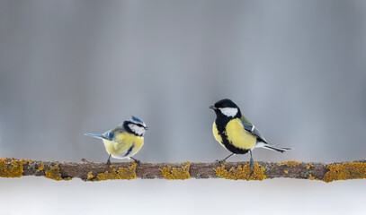 two birds tit and azure are sitting on a tree branch in a winter park