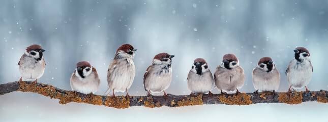 banner with a flock of funny birds sparrows sitting on a tree branch in a winter park under the snow