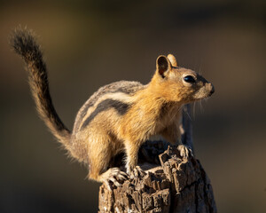 King of the Hill - Golden-mantled Ground Squirrel(Callospermophilus lateralis) Eastern Oregon.