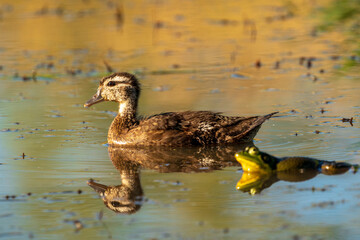 Friends - Junivile Wood Duck and Bull Frog. Finley National Wildlife Refuge, Oregon