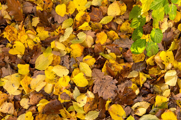 Autumn, leaves, Background, Forest, Yellow Color