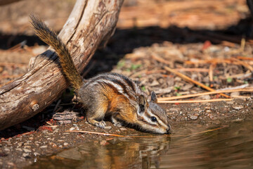 Drinking - Least Chipmunk (Tamias minimus) in Eastern Oregon.