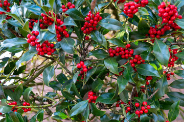 yaupon tree with red berries, Background, plant, tree, berries