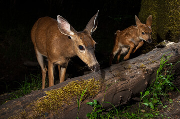 You can do it! -Black-tailled doe watches her fawn jump over a log at night. Oregon