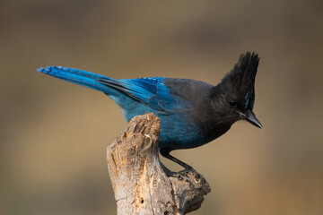  Soon to be renamed? Stellar's Jay (Cyanocitta stelleri).