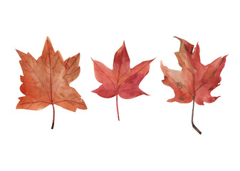 Set of maple yellow-orange leaves watercolor illustration on a white background, autumn leaf yellow-brown.