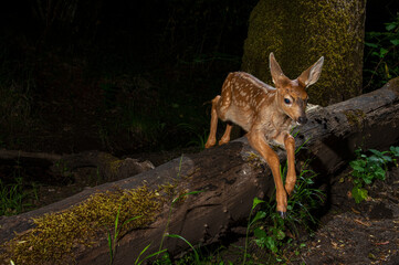 Success! - Black-tailled fawns jump over a log at night. Oregon