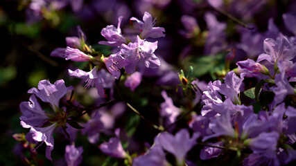 Beautiful violet summer flowers bush in sunlight background