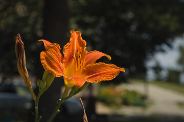 orange lily on a dark background