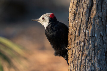Looking Back - White-headed Woodpecker (Picoides albolarvatus). Eastern Oregon