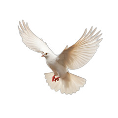White dove flying isolated on transparent or white background, png