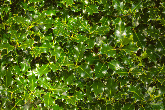 Ilex aquifolium. Holly, a slow-growing evergreen tree with spiky leaves. Outdoor shot