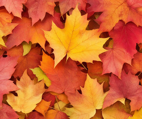 Naklejka na ściany i meble Leaves background close-up, autumn abstract background