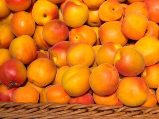 Apricots fruits ripe harvest in the basket. 