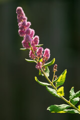  Pink and white of Hardhack (Sprirea douglasii) 