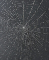 Obraz premium Realistic cobweb