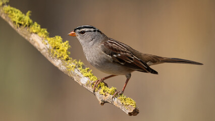 Lichen Covered  Perch - White-crowned Sparrow (Zonotrichia leucophrys) Eastern Oregon