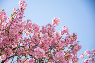 kirschblüte baumkrone