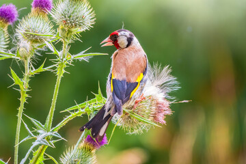European goldfinch, feeding on the seeds of thistles. Carduelis carduelis.