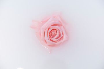 rose milchbad