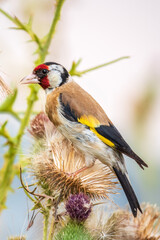 European goldfinch, feeding on the seeds of thistles. Carduelis carduelis.
