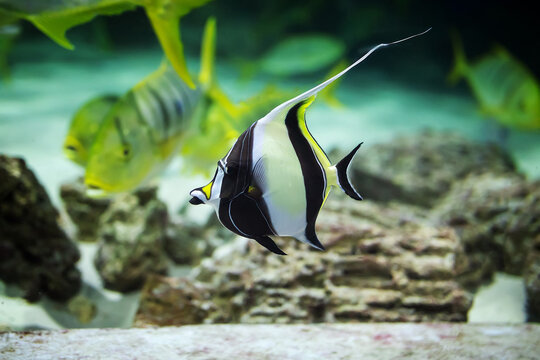 moorish idol fish ( zanclus cornutus ) swim in the aquarium