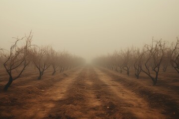 Barren orchard rows in dust haze