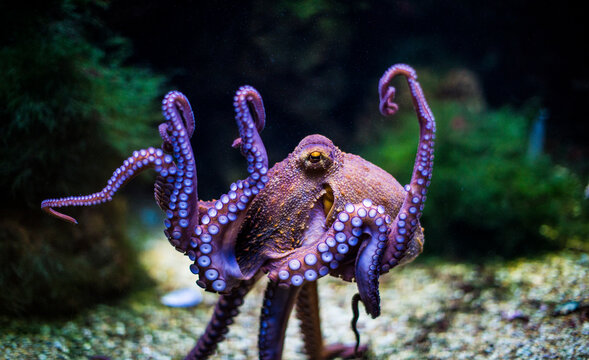 tanzender kraken