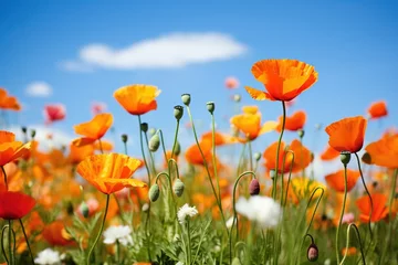 Zelfklevend Fotobehang Bright poppies opening in a field on a sunny day © Dan