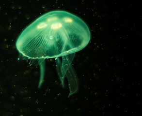 leuchtende qualle