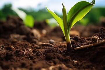 Banana sapling emerging from soil