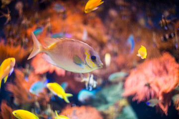 Naklejka premium Fisch Aquarium