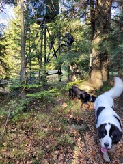 dog in the woods