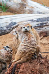 Fototapeta premium A group of cute meerkats. Meerkat Family are sunbathing.