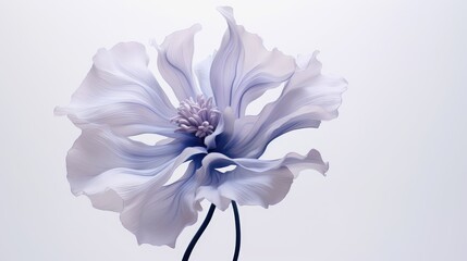  a white flower with a purple center on a white background with a blue center on the center of the flower.