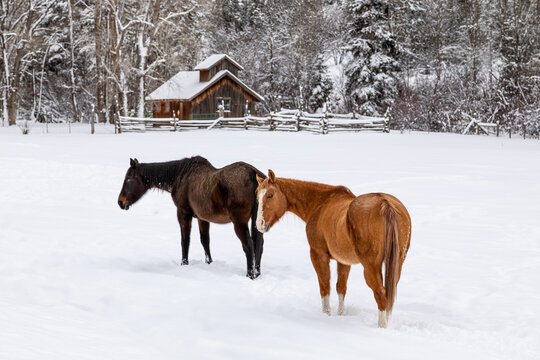Winter pasture scene with horses and barn in the snow