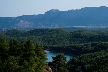 Aerial view of forest with dense trees