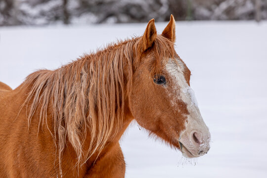 Horse standing in snow winter scene