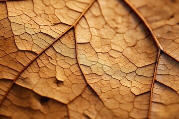 Close-up of a decomposing leaf, highlighting its veins and irregular edges