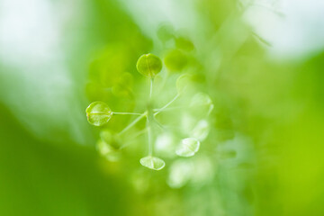 abstrakte blume