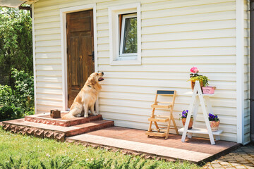 Loyal Golden Retriever Dog sitting on the house doorstep and waiting his owner. Top Quality...