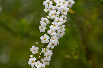 Garland Spiraea .Thunberg Spiraea Thunbergii bush in blossom. Background of white flowers. Spiraea cinerea blooms in summer .Spring blooming with many white flowers . Reeve's spiraea.