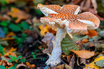 A mushroom in the forest between autumn leaves.