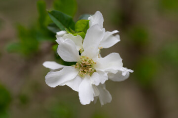 Exochorda grandiflora grows and blooms in the garden in summer