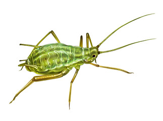 Aphid, Aphidoidea