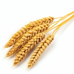 Wheat Ears Isolated on White Background. Generative ai