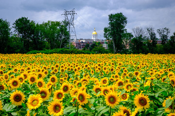 The New Hampshire State House from the sunflower field