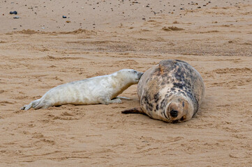 Newborn grey seal pup, Halichoerus grypus, suckling from mother seal, UK